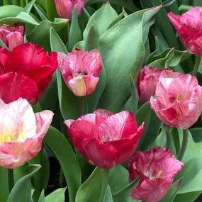 Hemisphere Tulip (Tulipa darwinii 'Hemisphere') Img 5